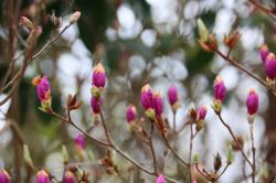 260329 kobanomitsubatsutsuji no hana no tasubomi s-IMG_9604.jpg