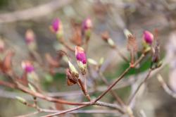 260326 kobanomitsubatsutsuji no fuyume ga ookikuna tte kita s-IMG_8818.jpg