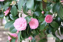 260405 otometsubaki no hana s-IMG_0570.jpg