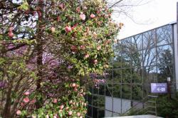 260405 otometsubaki no hana s-IMG_0570s-IMG_0557.jpg