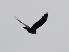 260417 hashibosogarasu ga suzai wo kuwaete iru IMG_4465copy.JPG