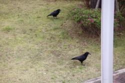 260417 hashibosogarasu s-IMG_3816.jpg