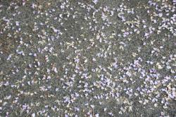 260428 fuji no hana ga ochite iru s-IMG_5904.jpg