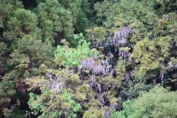 260428 fuji no hana s-IMG_6247.jpg