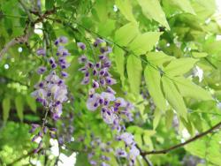 260428 fuji no hana to ha   s-IMG_6149copy_.jpg