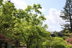 260428 keyaki s-IMG_5506.jpg