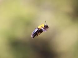 260428 kumabachi no osu no hobaringu  s-IMG_6159copy_.jpg