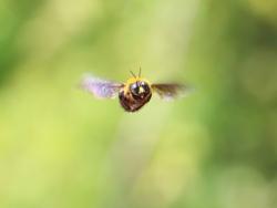 260428 kumabachi no osu no hobaringu  s-IMG_6171copy_.jpg