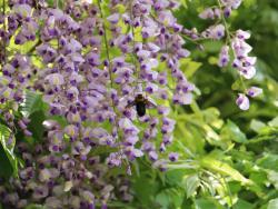 260428 kumabachi to fuji no hana s-IMG_5958copy_.jpg