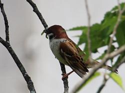 260428 suzume ga imomushi wo kuwaete iru IMG_5640copy.JPG