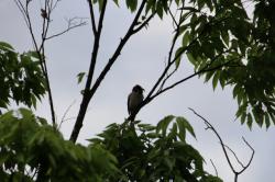 260428 suzume ga imomushi wo kuwaete keyaki no eda ni iru s-IMG_5548.jpg