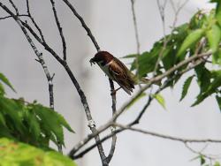 260428 suzume ga imomushi wo kuwaete keyaki no eda ni iru s-IMG_5634copy.jpg