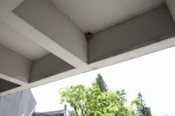 260428 suzume ga kosodate siteiru furui kosiakatsubame no su s-IMG_5708.jpg