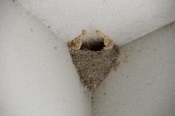 260428 suzume ga tsukatteiru furui koshiakatsubame no su s-IMG_5705.jpg