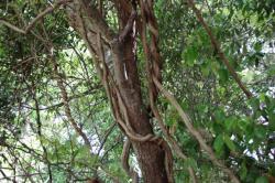 260428 uwamizuzakura no miki ni  fuji no tsuru ga karamu s-IMG_5889.jpg