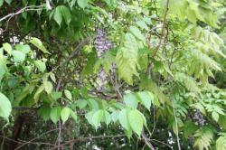 260428 uwamizuzakura to fuji no ha s-IMG_6244.jpg