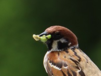 260428 suzume ga imomushi wo kuwaete iru s-IMG_5833copy.jpg