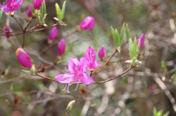 360402 kobanomitsubatsutsuji no hana s-IMG_9637.jpg