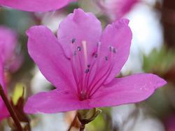 360402 kobanomitsubatsutsuji no hana s-IMG_9641 copy.jpg