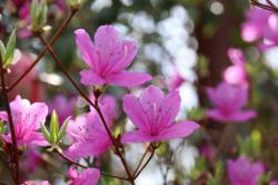 360402 kobanomitsubatsutsuji no hana s-IMG_9641.jpg