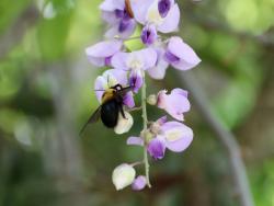 260428 kumabachi no osu no hobaringu  s-IMG_6299copy_.jpg