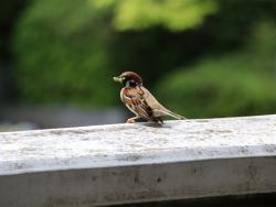 260428 suzume ga imomushi wo kuwaete iru s-IMG_5833copy2.jpg