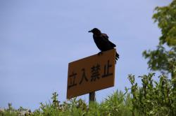 260502 hashibosogarasu ga kannbann ni iru s-IMG_7270.jpg