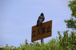 260502 hashibosogarasu ga kannbann ni iru s-IMG_7294.jpg