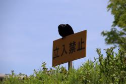 260502 hashibosogarasu ga kannbann ni iru s-IMG_7309.jpg