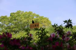 260502 hasibosogarasu ga kannbann ni ite s-IMG_7323.jpg