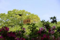 260502 hasibosogarasu ga kannbann ni ite tonnda s-IMG_7324.jpg