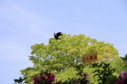260502 hasibosogarasu ga kannbann ni ite tonnda s-IMG_7325.jpg