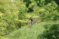 260502 hasibosogarasu ga kannbann ni s-IMG_7238.jpg