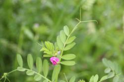 260502 karasunoenndou no hana  s-IMG_7640.jpg