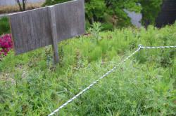 260503 hashibosogarasu ga irta kannbann s-IMG_8150.jpg