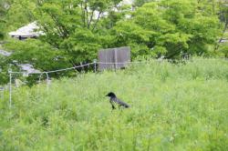 260503 hashibosogarasu ga iru s-IMG_8131.jpg