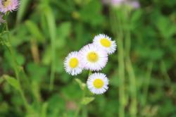 260508 harujion no hana s-IMG_9774.jpg