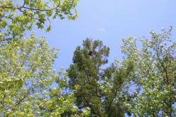 260515 hashibosogarasu no su ga sekoia ni aru s-IMG_2846.jpg
