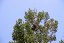 260515 hashibosogarasu no su ga sekoia ni aru s-IMG_2848.jpg