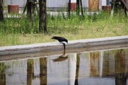 260515 hasibosogarasu ga gyouzui 1 no mae s-IMG_2514.jpg