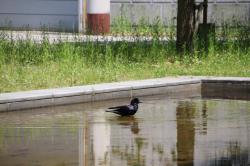 260515 hasibosogarasu ga gyouzui 1 s-IMG_2530.jpg