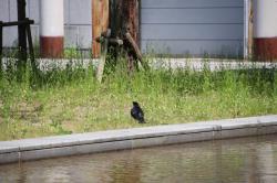 260515 hasibosogarasu ga gyouzui 1 s-IMG_2598.jpg