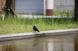 260515 hasibosogarasu ga gyouzui 2 s-IMG_2638.jpg