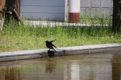 260515 hasibosogarasu ga gyouzui 3 s-IMG_2733.jpg