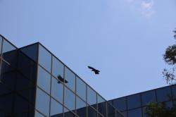 260515 hasibosogarasu ga tonnde iku s-IMG_2827.jpg