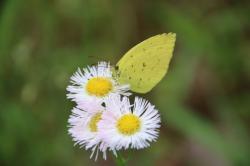 260522 harujion no hana ni kitakicyo s-IMG_4520.jpg