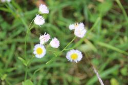 260522 harujion no hanaga owaru s-IMG_4493.jpg