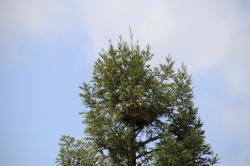 260428 sekoia no ki  ni hashibosogarasu no su ga aru s-IMG_5741.jpg