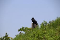 260502 hashibosogarasu ga kannban ni tomatte iru s-IMG_7246.jpg