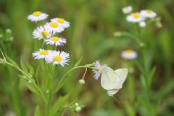 260522 himejyoon ni monnshirocyou  s-IMG_4607.jpg